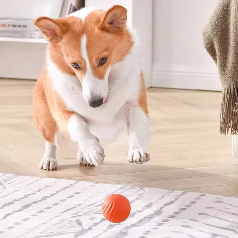 Pallina Interattiva Automatica per Cani — Rotola e Salta da Sola, Ricaricabile USB